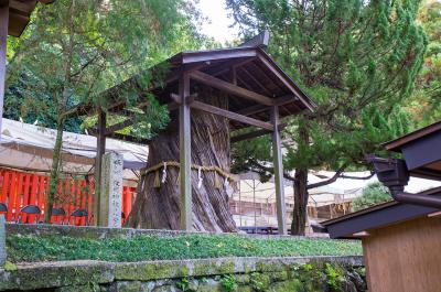 枚岡神社 枚岡神社 御神木の柏槙