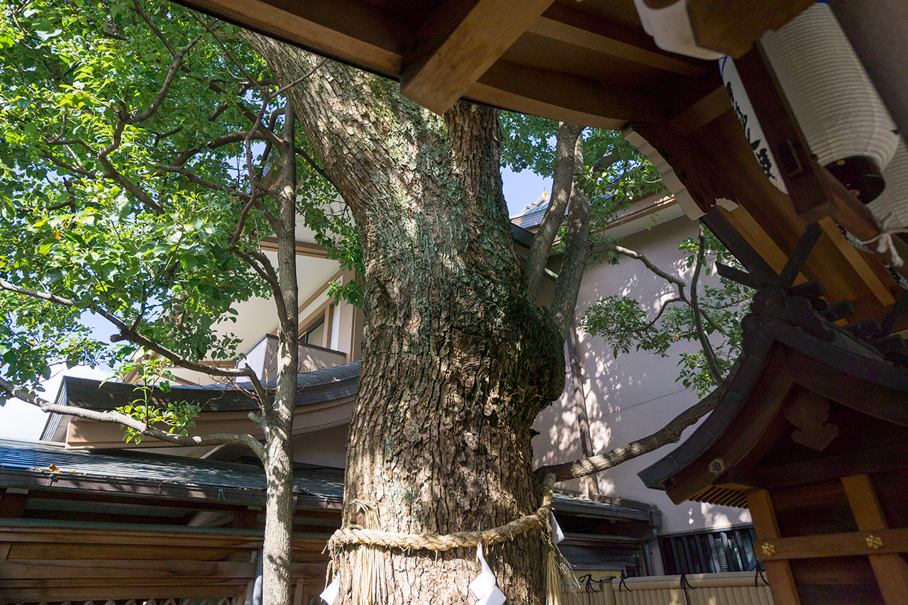 楠木姫大神 楠