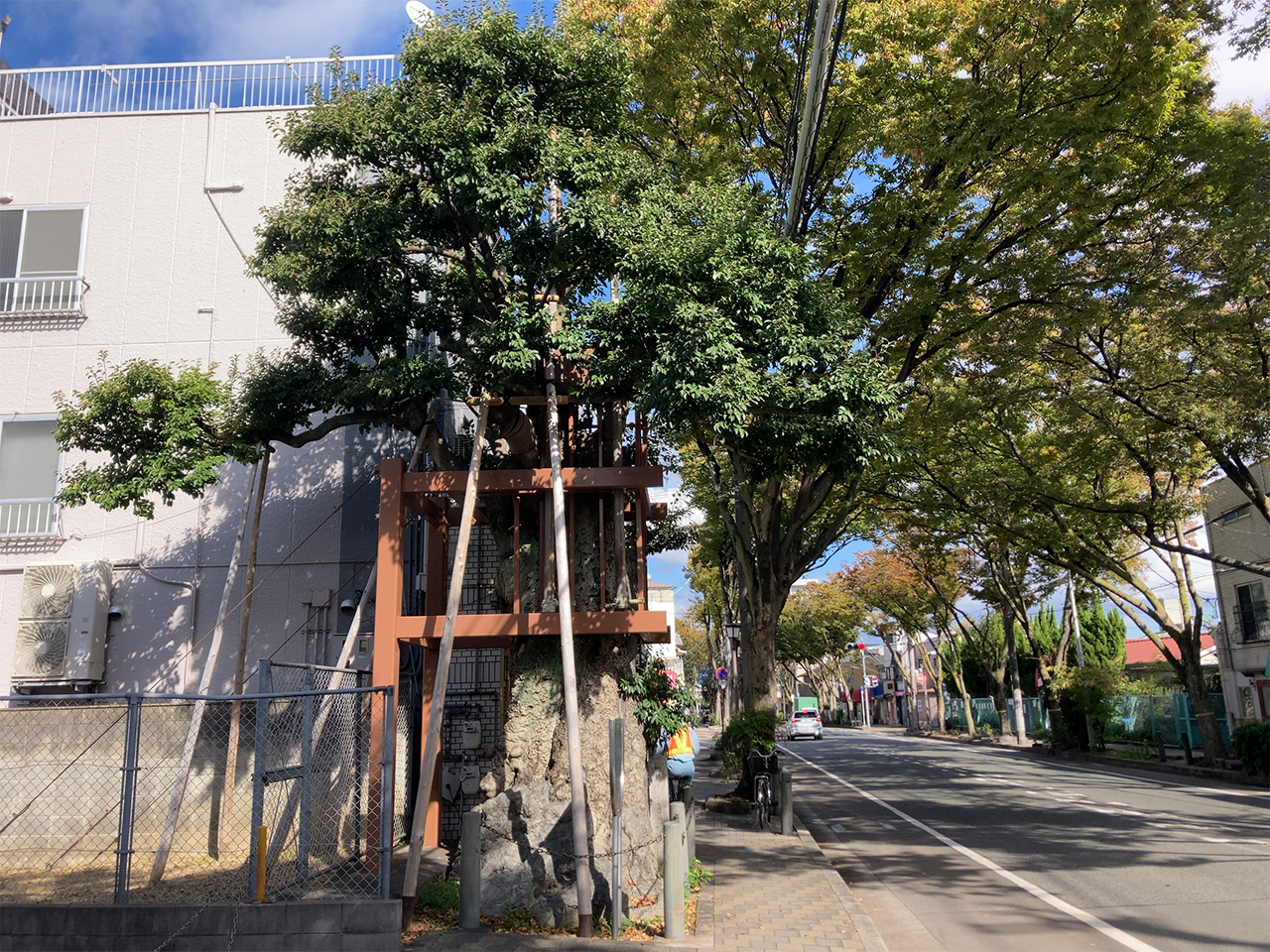 くろがねもち 全体