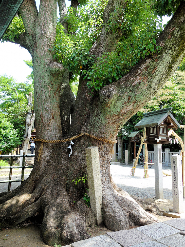 石碑が楠の根っこに食い込んでいる