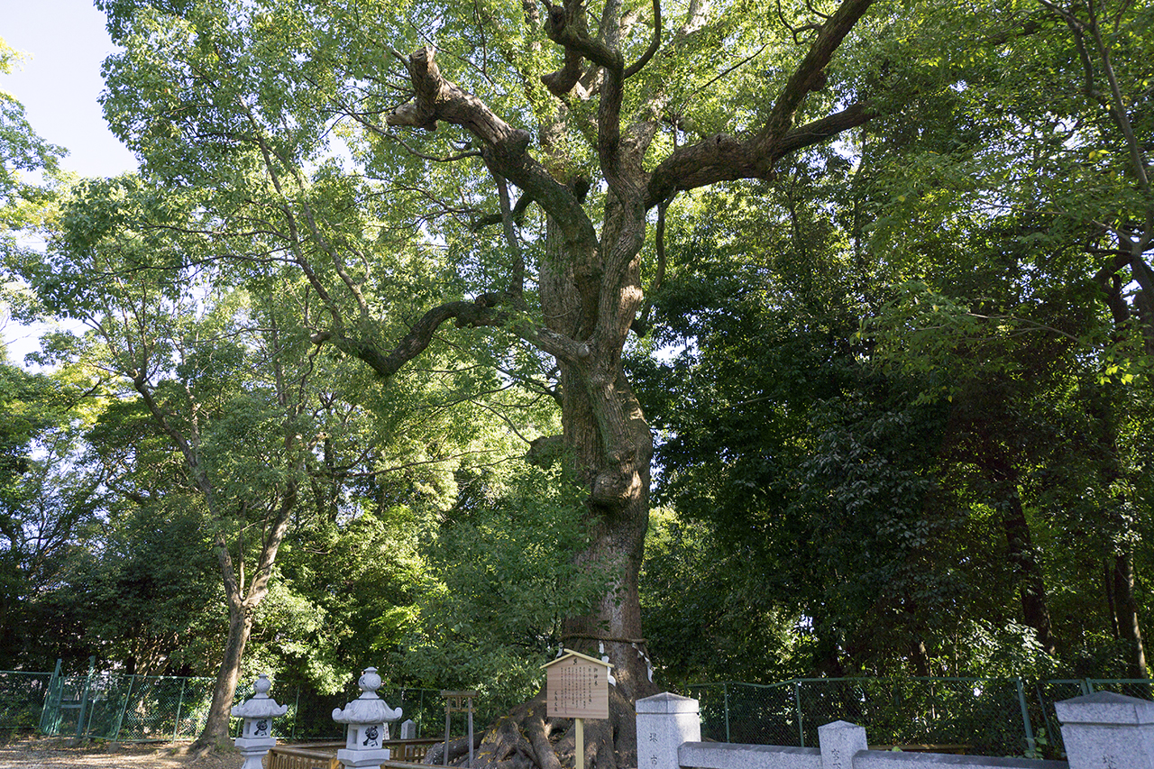 御神木の楠