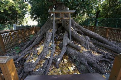 大鳥大社 御神木の楠の根元