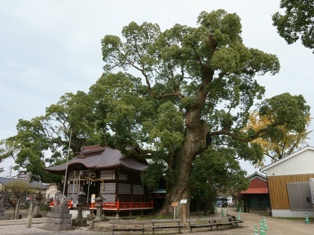 拝殿と大楠