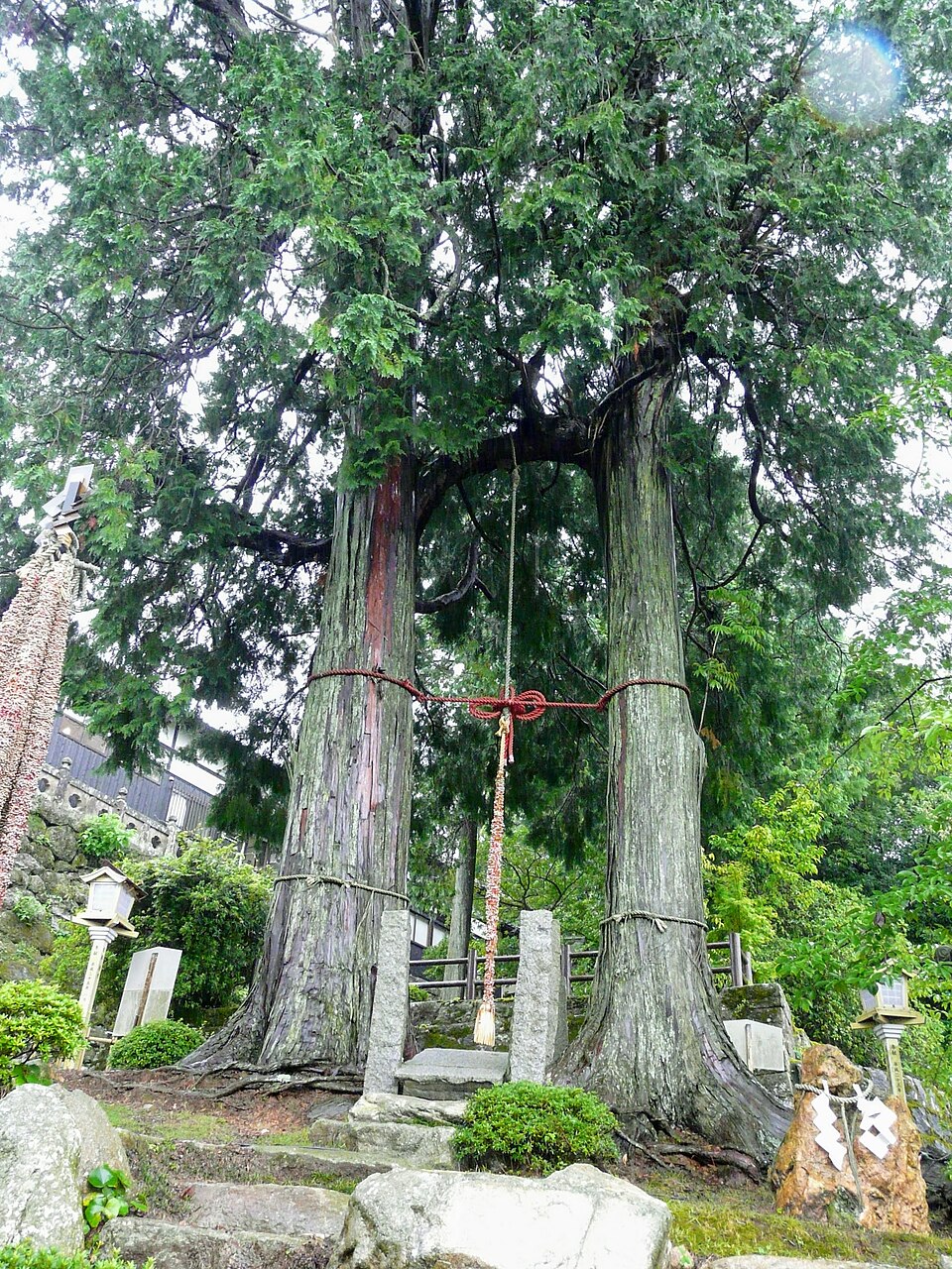 夫婦檜