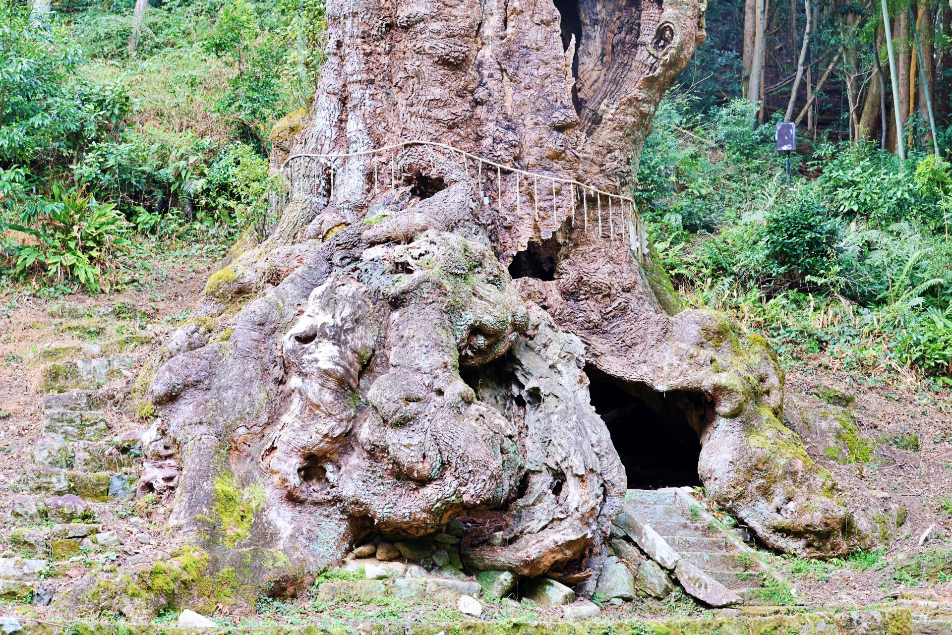 武雄神社 大楠の空洞
