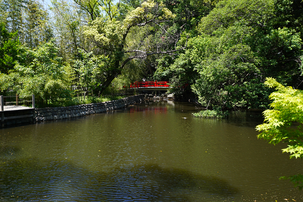 氷川神社 神池