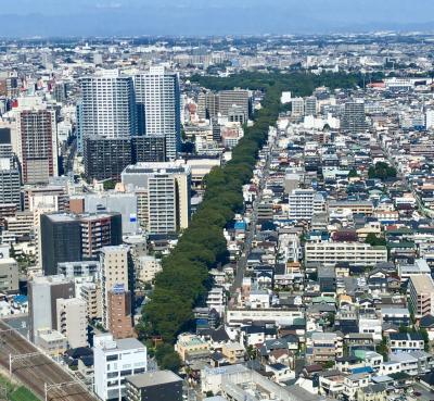 氷川神社 氷川神社の参道上空からの全体図