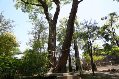 氷川神社 夫婦楠
