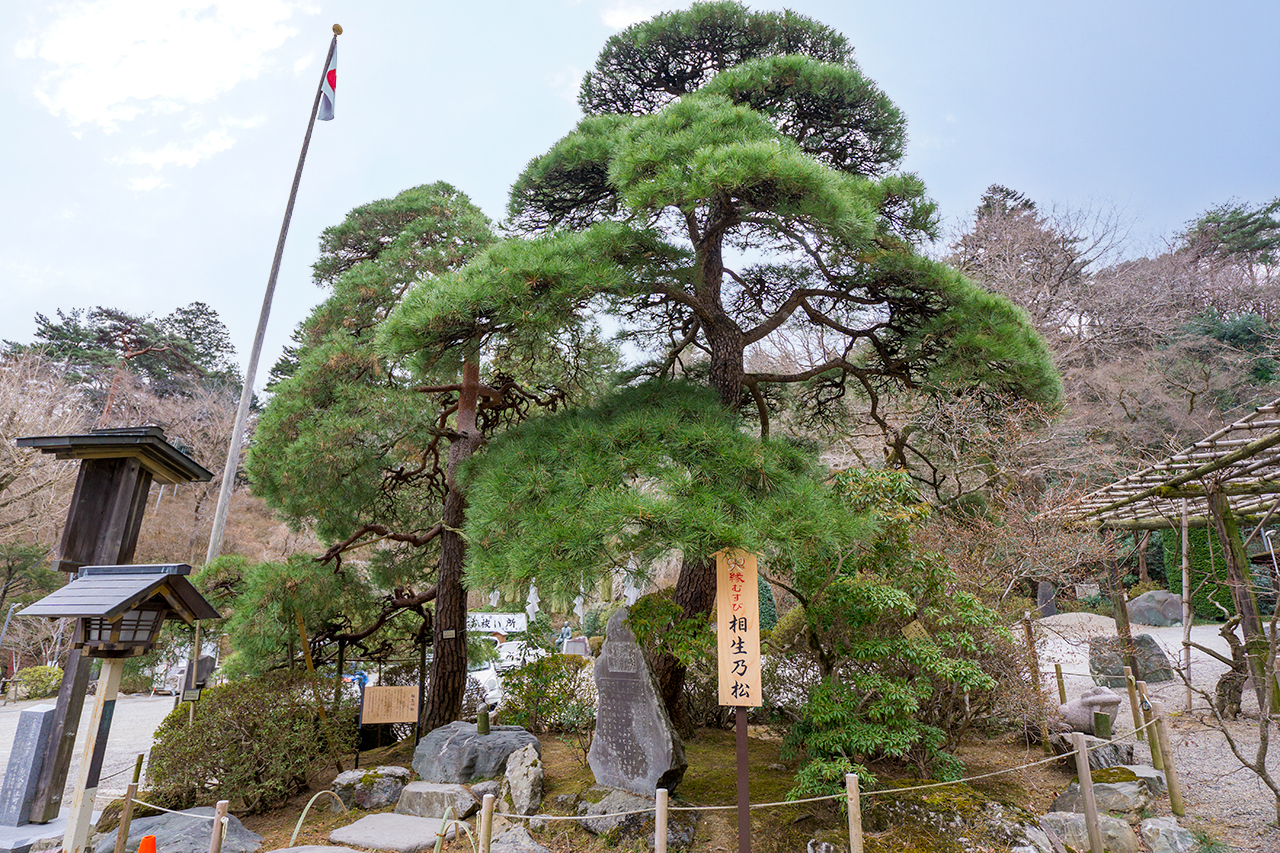 宝登山神社 相生の松