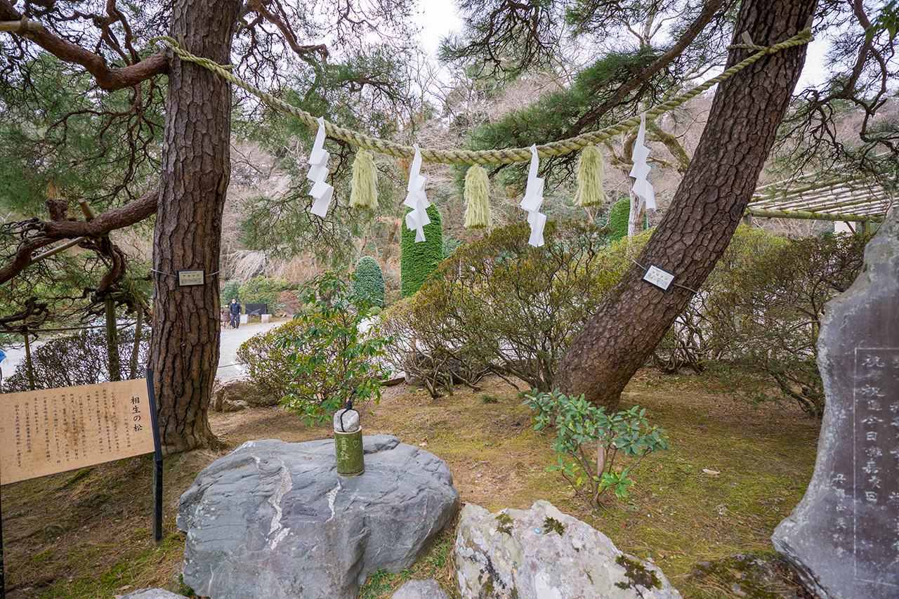 宝登山神社 相生の松 しめ縄
