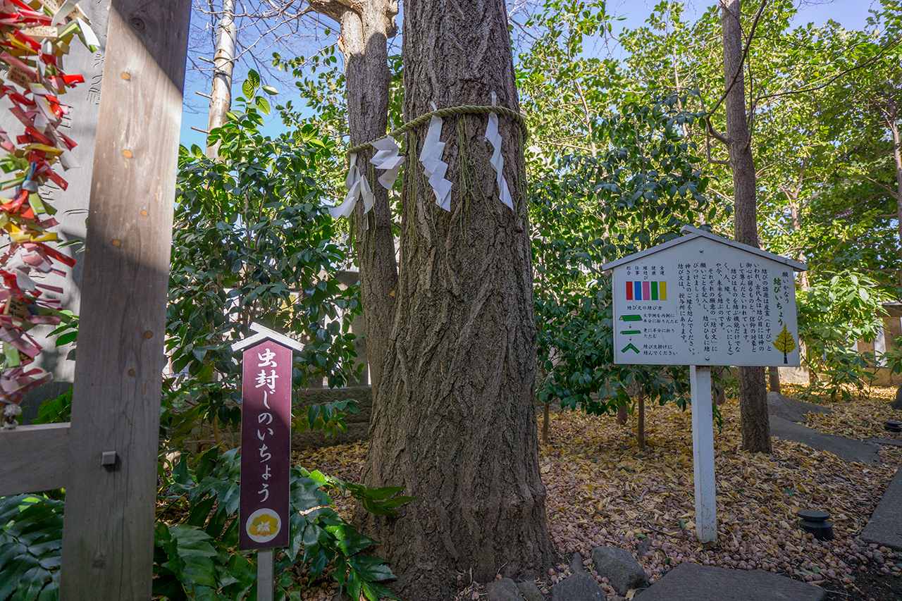 行田八幡社 虫封じのいちょう