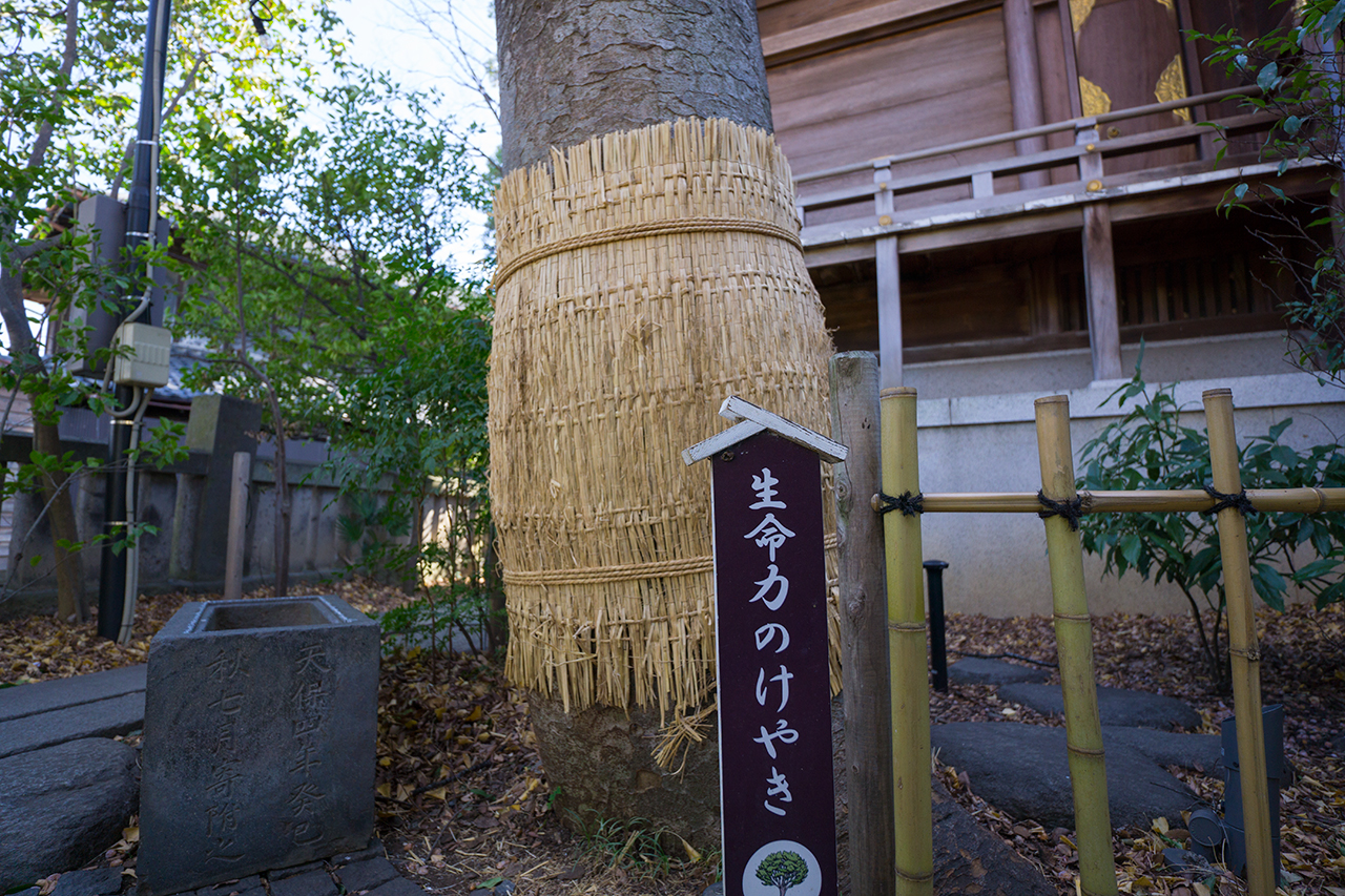 行田八幡社 生命力のけやき