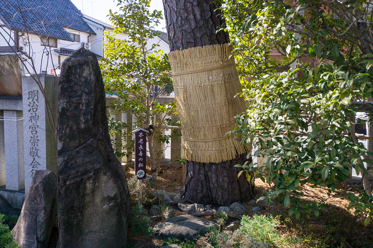 行田八幡社 不老長寿の松