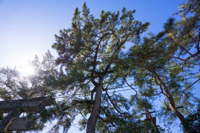 行田八幡神社 行田八幡社 不老長寿の松と鳥居