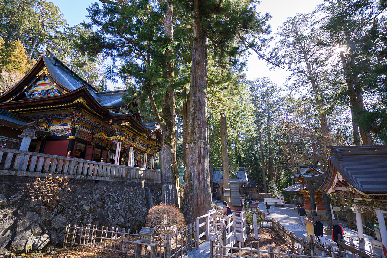 境内の重忠杉