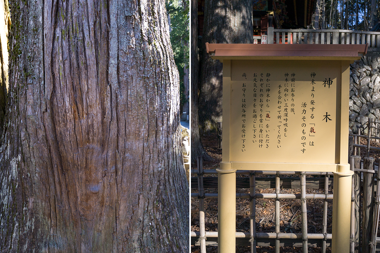 重忠杉の根元と案内版
