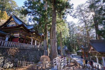 三峯神社 境内の重忠杉