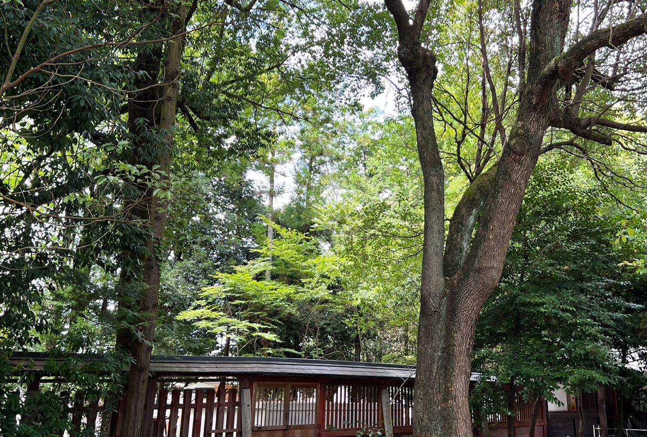 秩父神社 柞の森