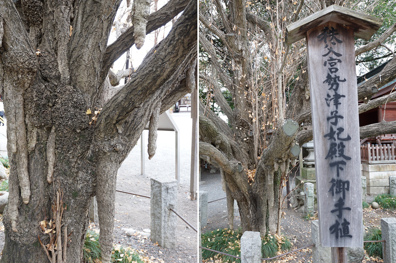 御手植の木