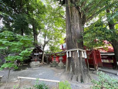 秩父神社 御神木 大銀杏