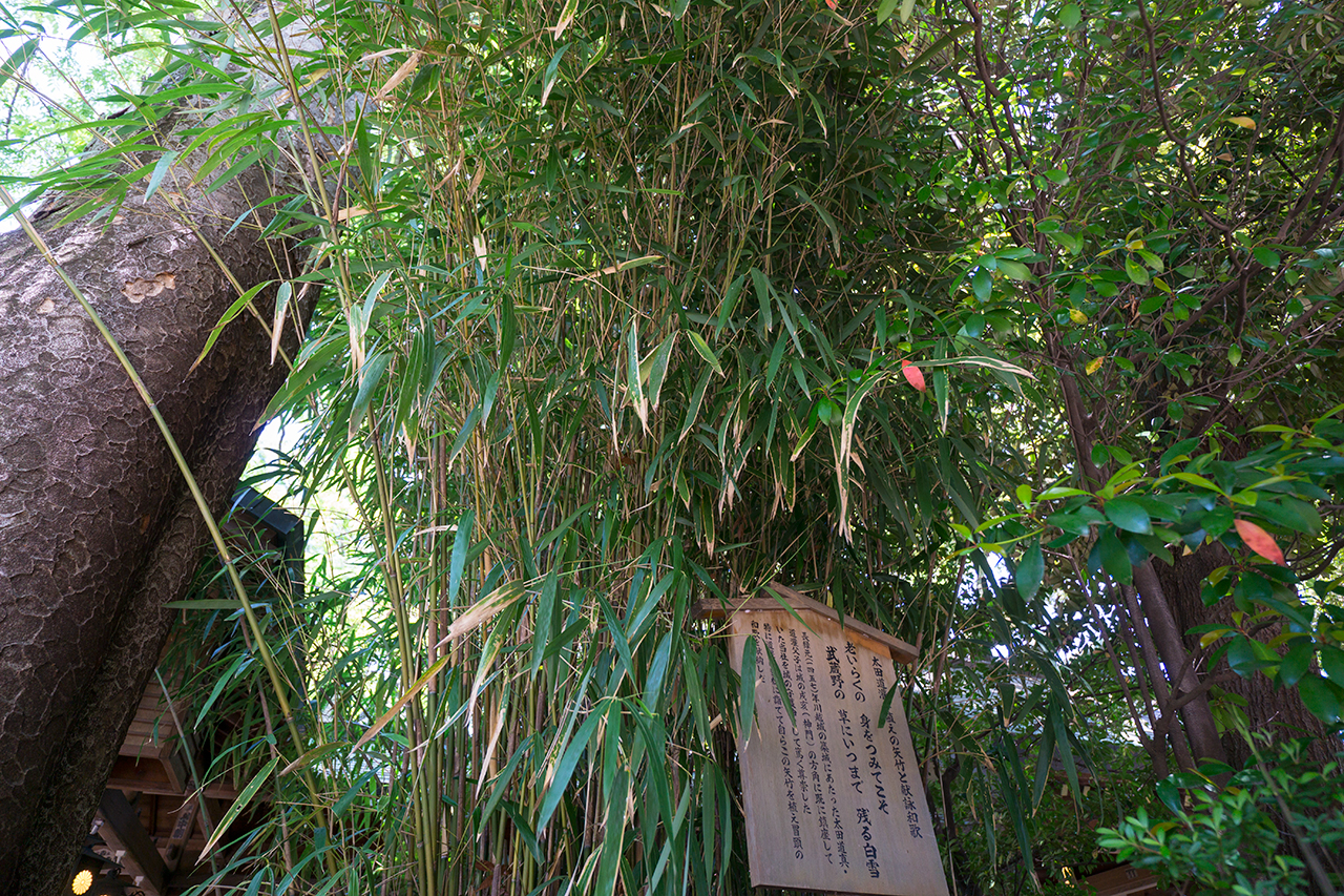 太田道灌手植えの矢竹