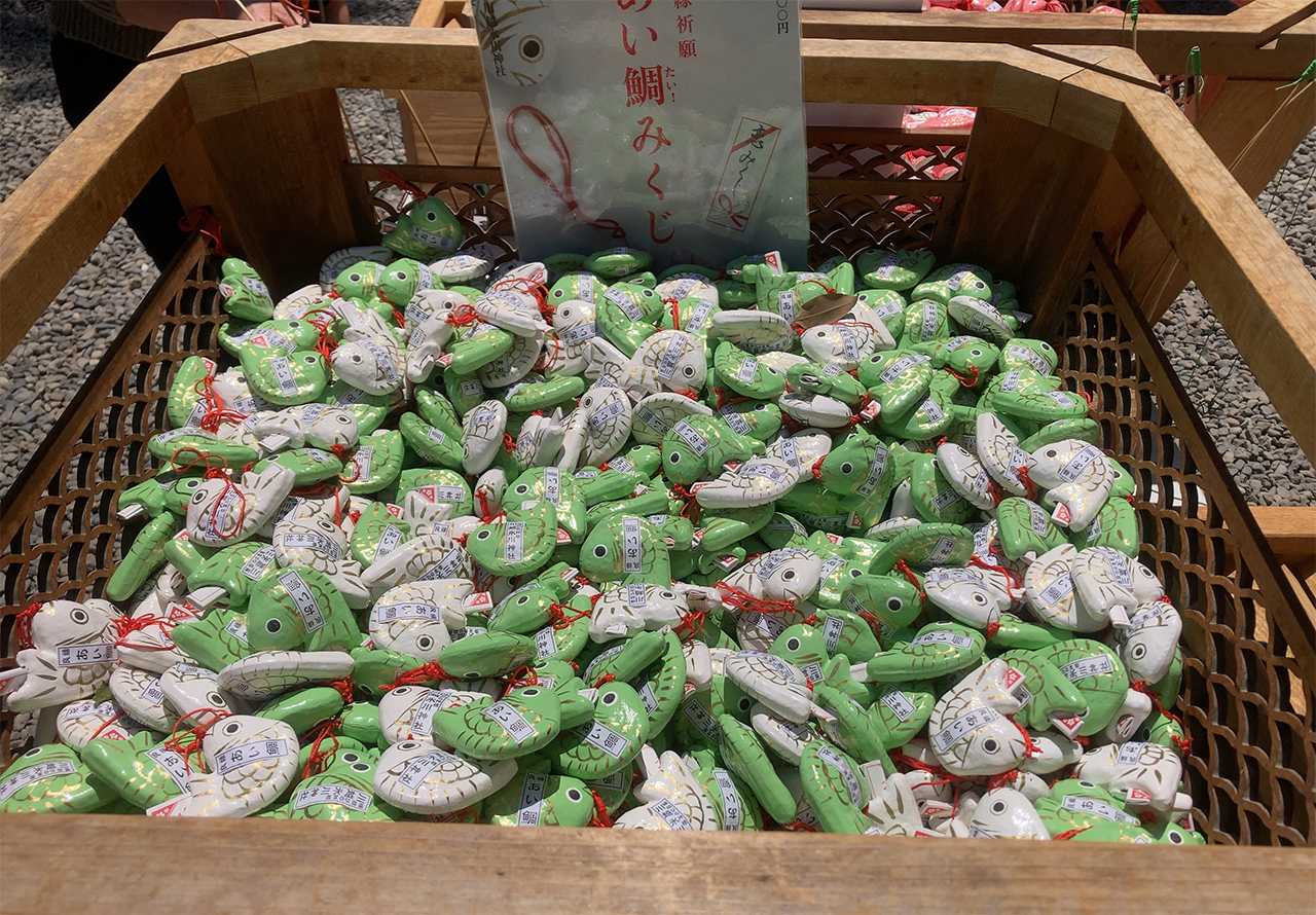 限定カラー鯛みくじ