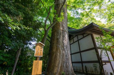 川越氷川神社 御神木の夫婦けやきと看板