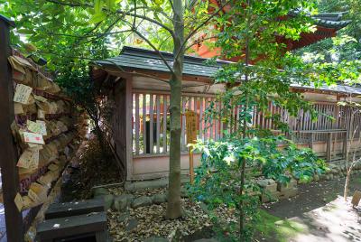 川越氷川神社 多羅葉の木