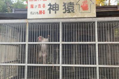 日吉大社 日吉大社 神猿舎の猿