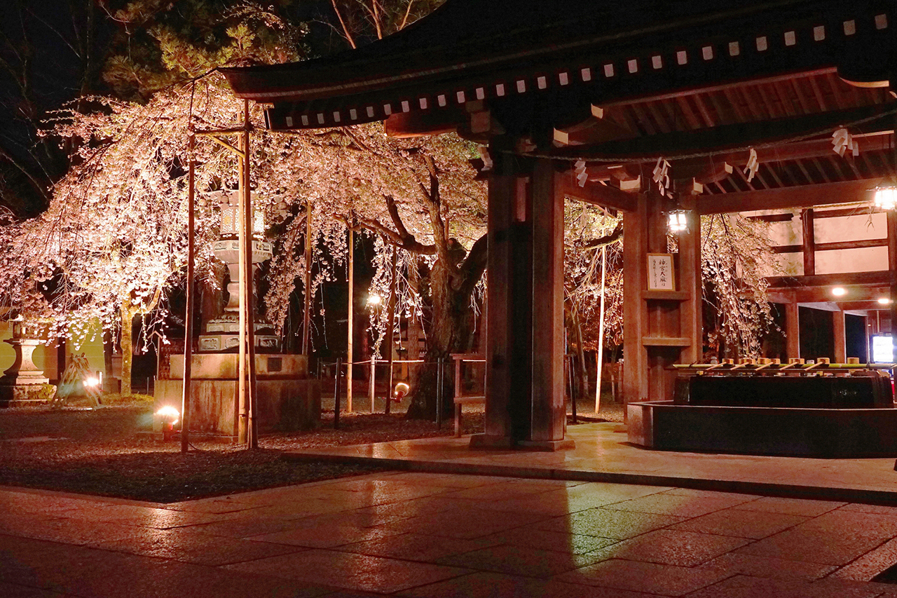 ライトアップされたしだれ桜