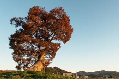 多賀大社 男飯盛木
