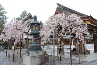 多賀大社 しだれ桜