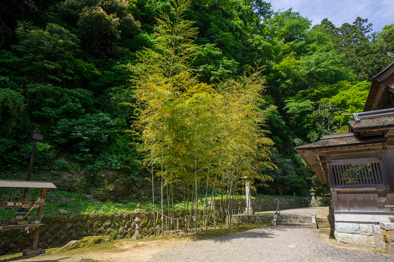 美保神社 御神竹 全体