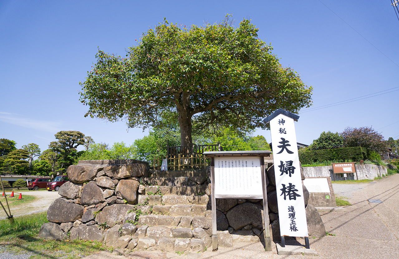 八重垣神社 夫婦椿 連理玉椿