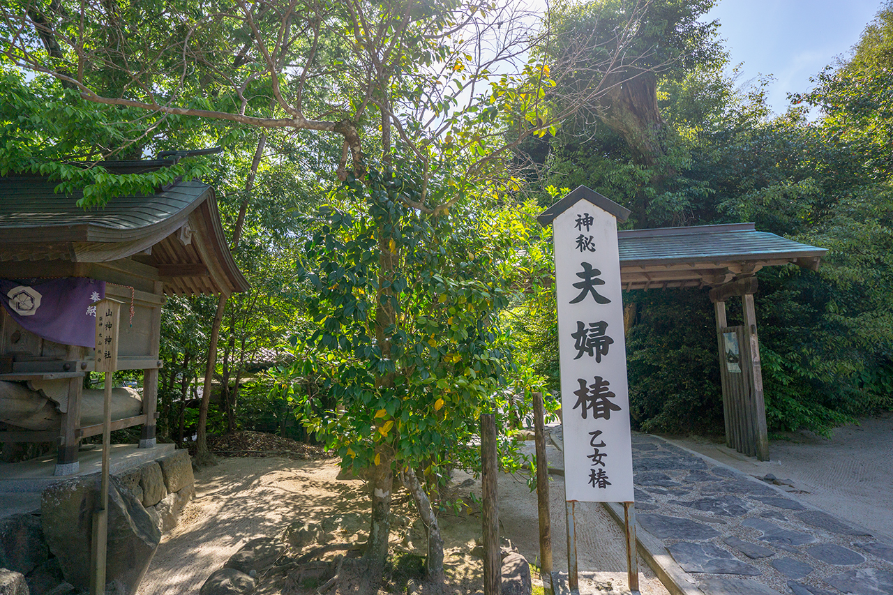 八重垣神社 夫婦椿 乙女椿