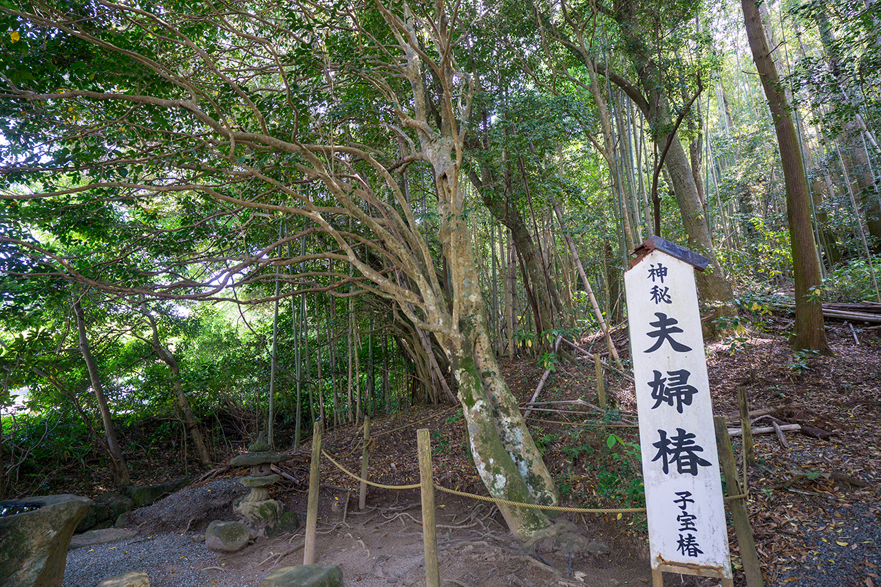 八重垣神社 夫婦椿 子宝椿