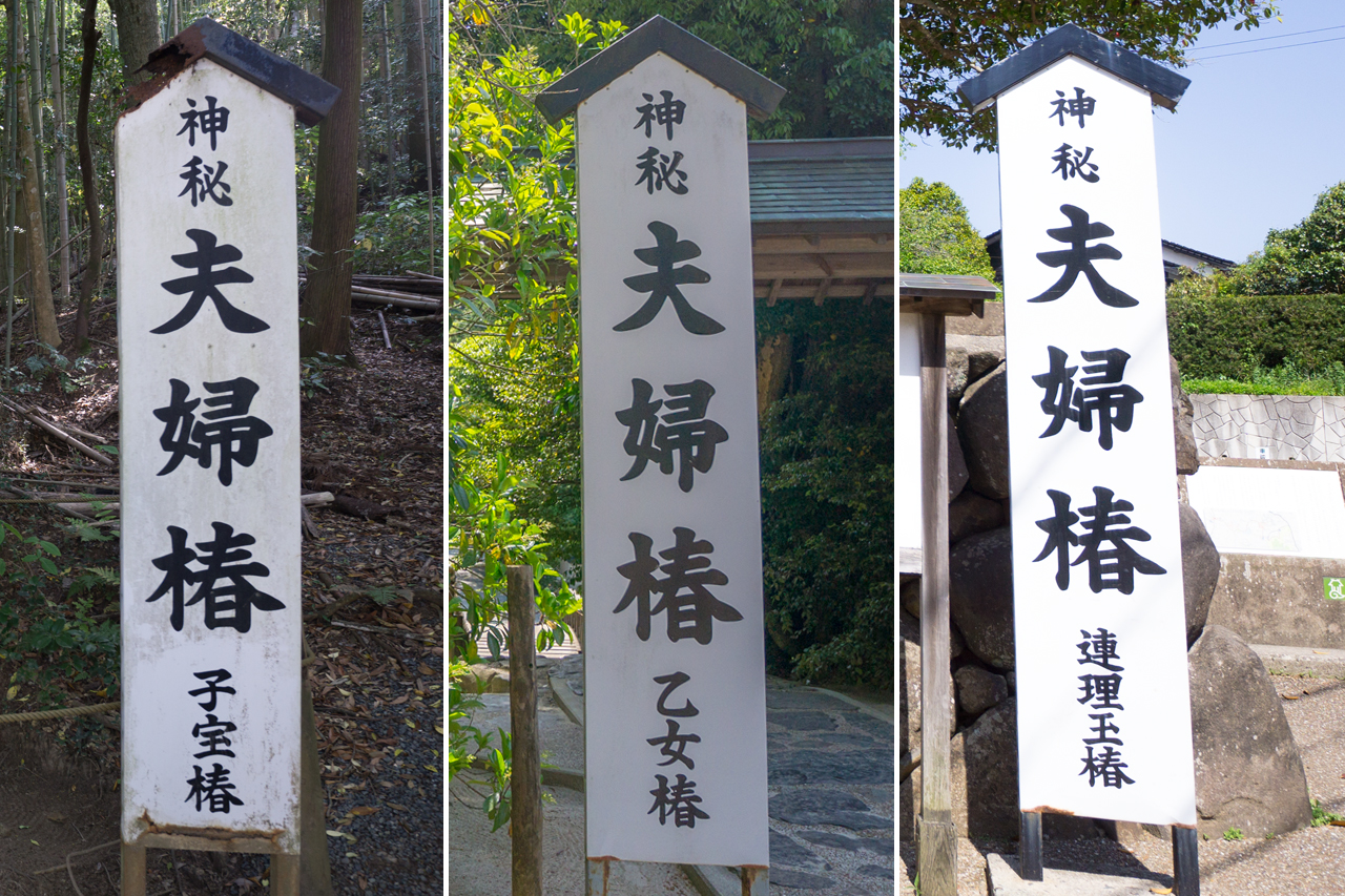 八重垣神社 3本の夫婦椿の案内版