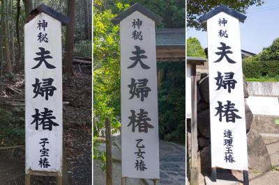 八重垣神社 八重垣神社 3本の夫婦椿の案内版