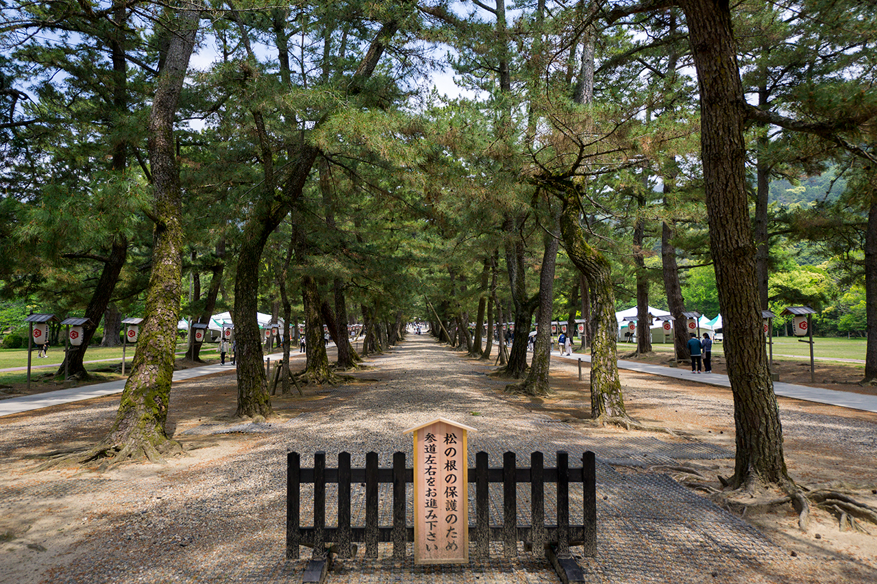 松の参道