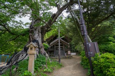 出雲大社 ムクノキと命主社