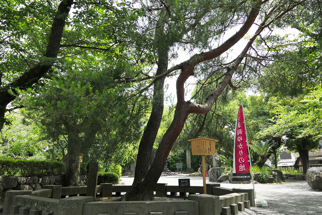 相生の松 全体