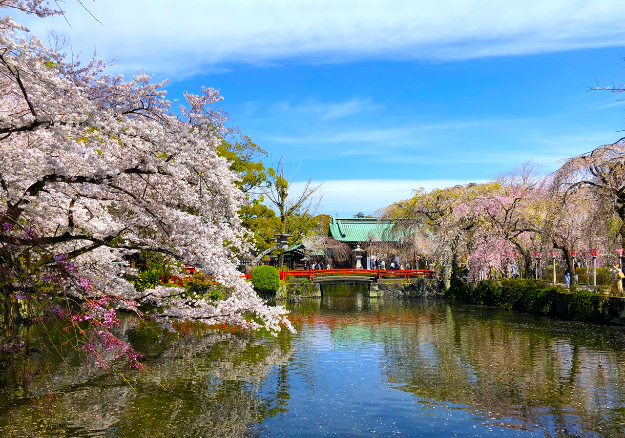 神池と桜
