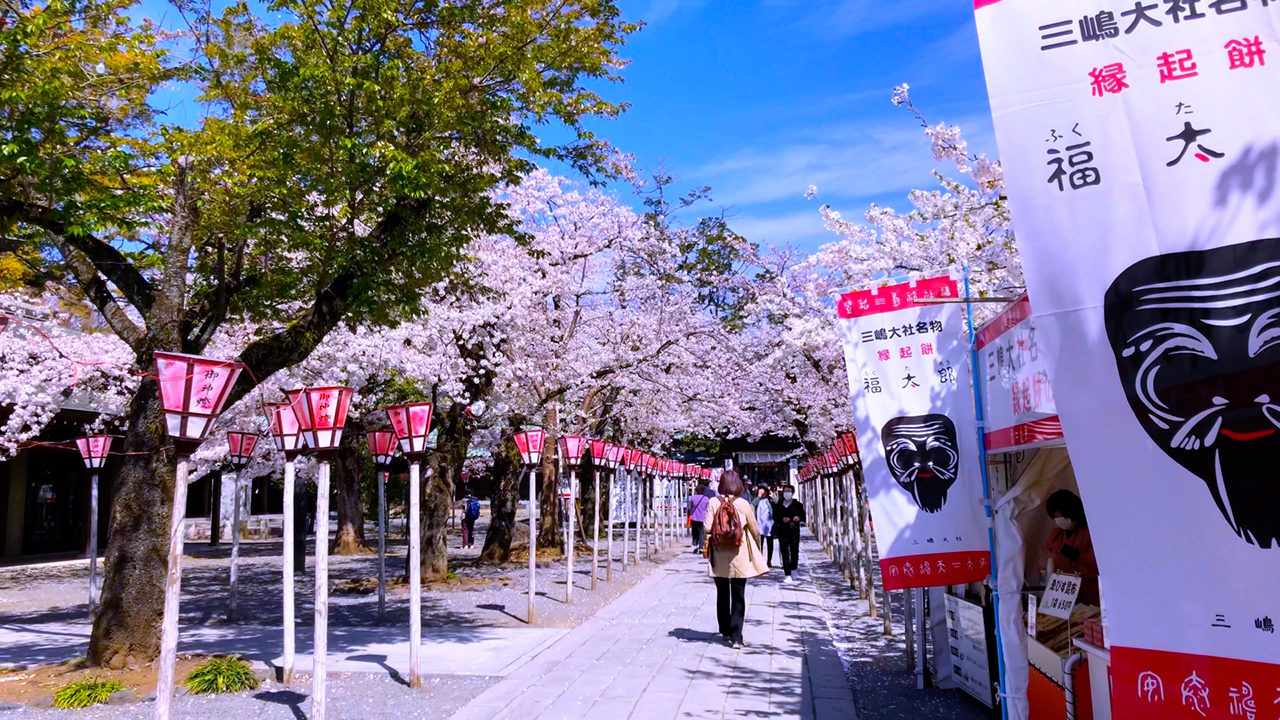 三嶋大社の桜