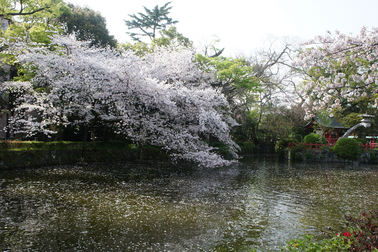 神池沿いに咲く桜