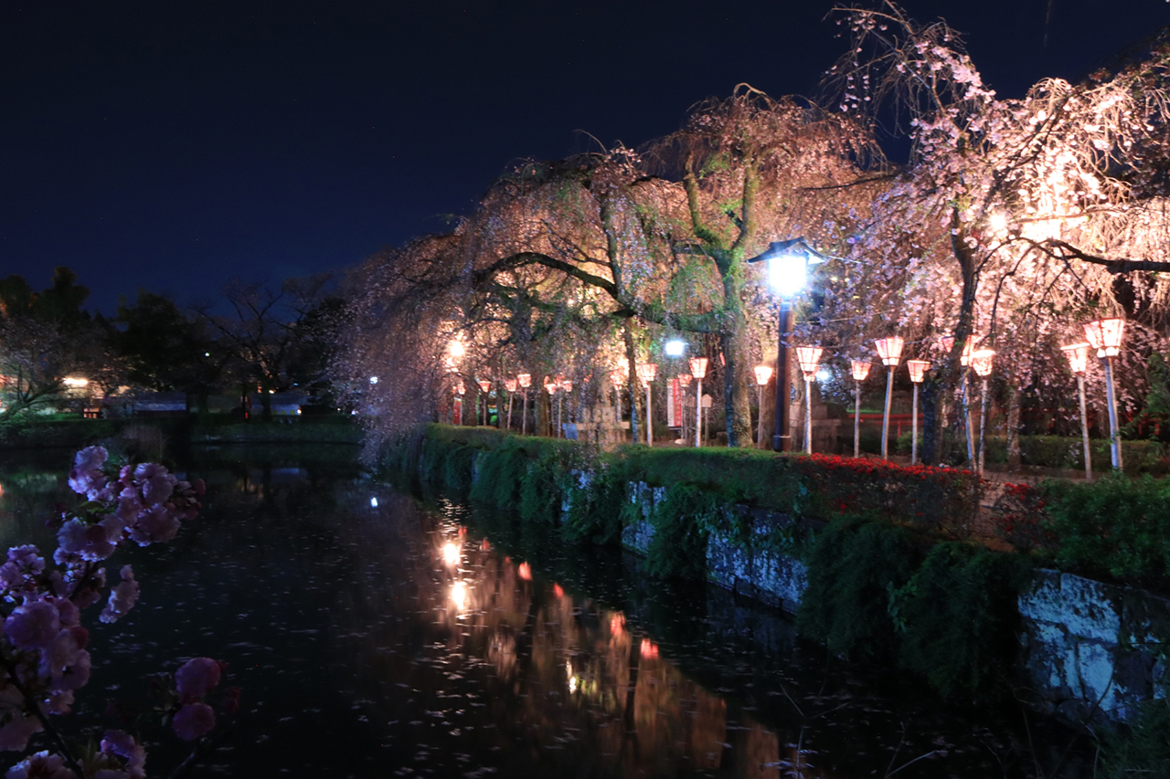 ライトアップされた夜桜