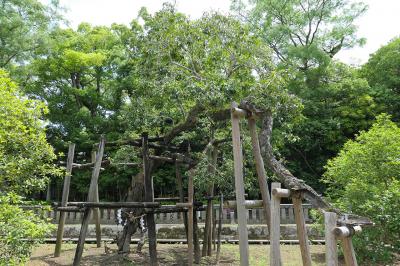 三嶋大社 キンモクセイ
