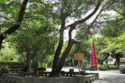 三嶋大社 相生の松 全体
