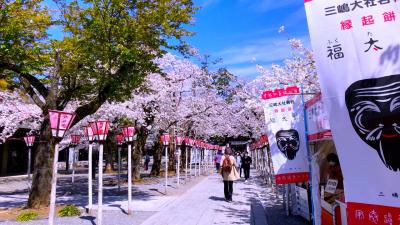 三嶋大社 三嶋大社の桜