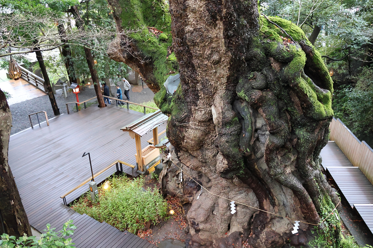 大楠の裏側の高台