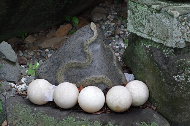来宮神社 蛇石